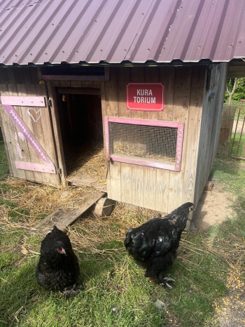 Zdjęcie WhatsApp 2025-09-27 o 23.01.45_16b54b31